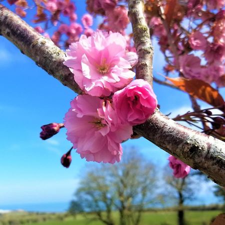 Moneylands Farm B&B Arklow Esterno foto