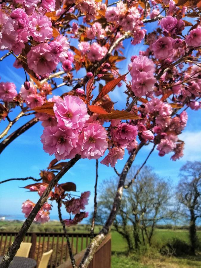 Moneylands Farm B&B Arklow Esterno foto