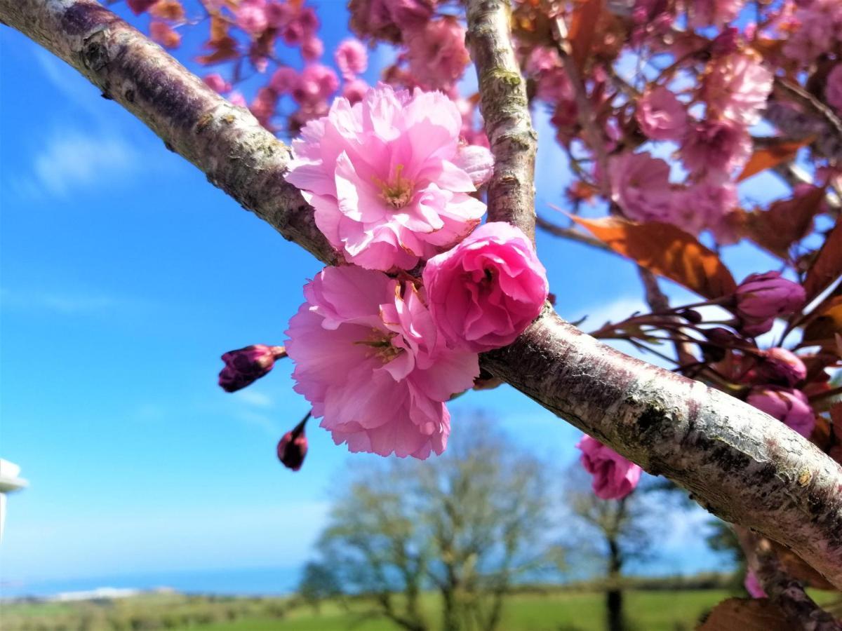 Moneylands Farm B&B Arklow Esterno foto